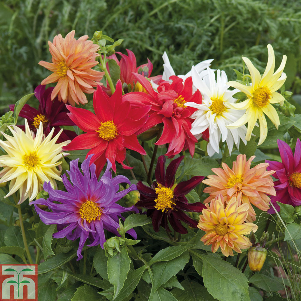 Dahlia 'Dwarf Cactus Mixed'