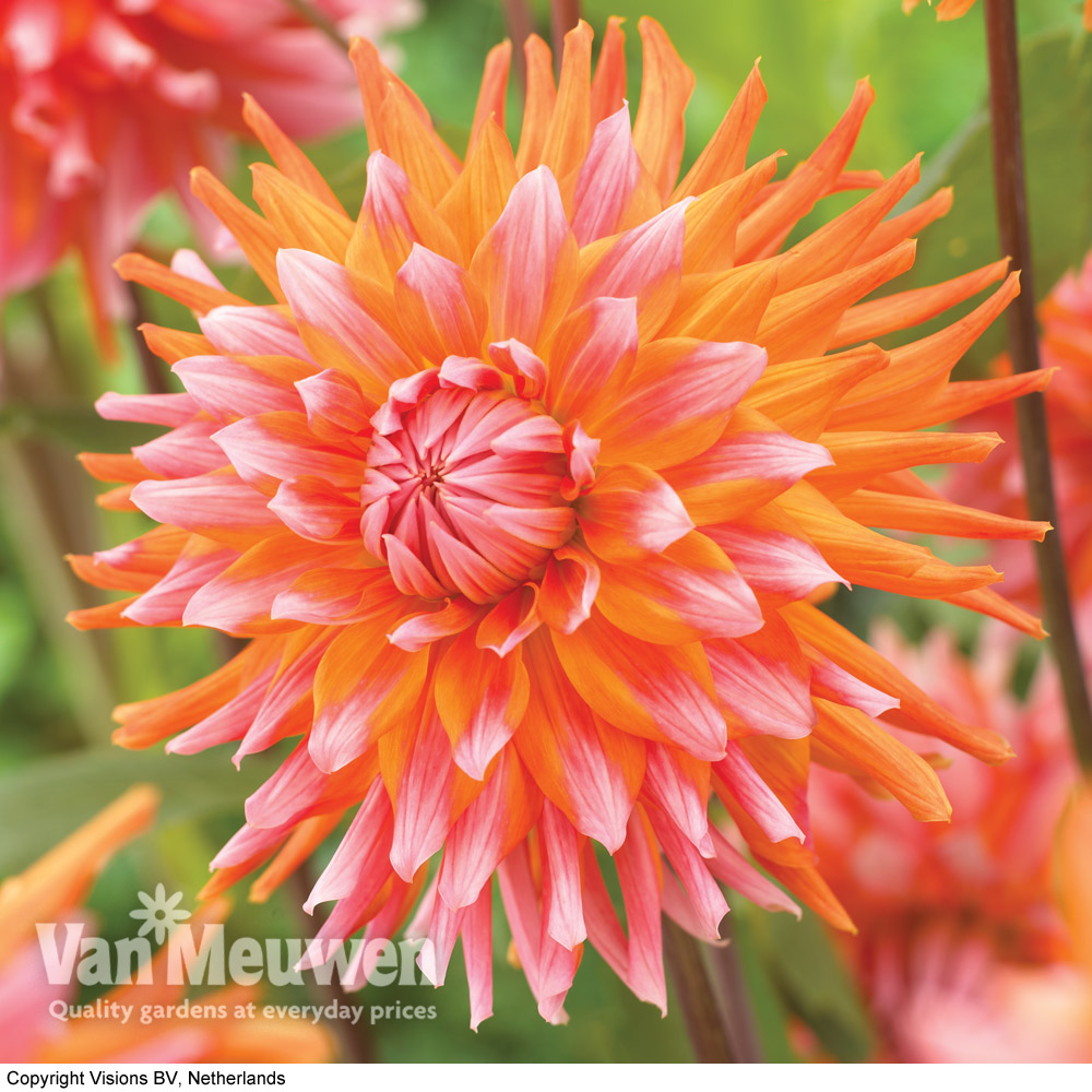 Dahlia 'Orange Turmoil'