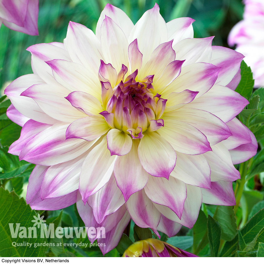 Dahlia 'Ferncliff Illusion'