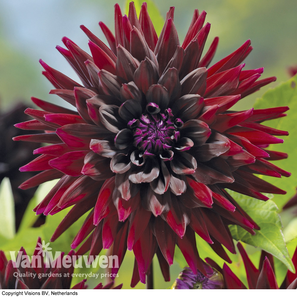 Dahlia 'Nuit d Ete'