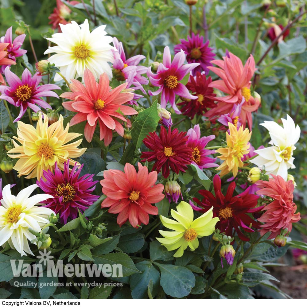 Dahlia 'Starlight Mixed'