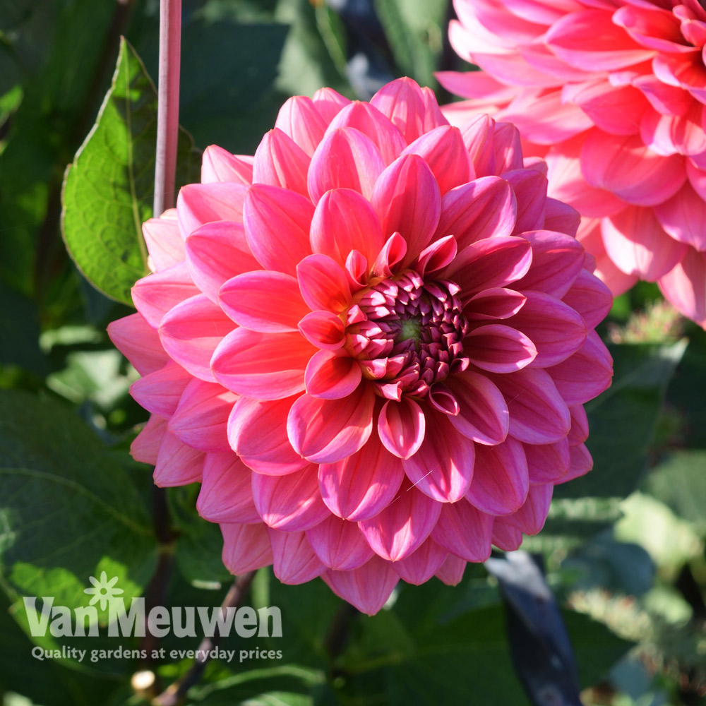 Dahlia 'Salmon Runner'