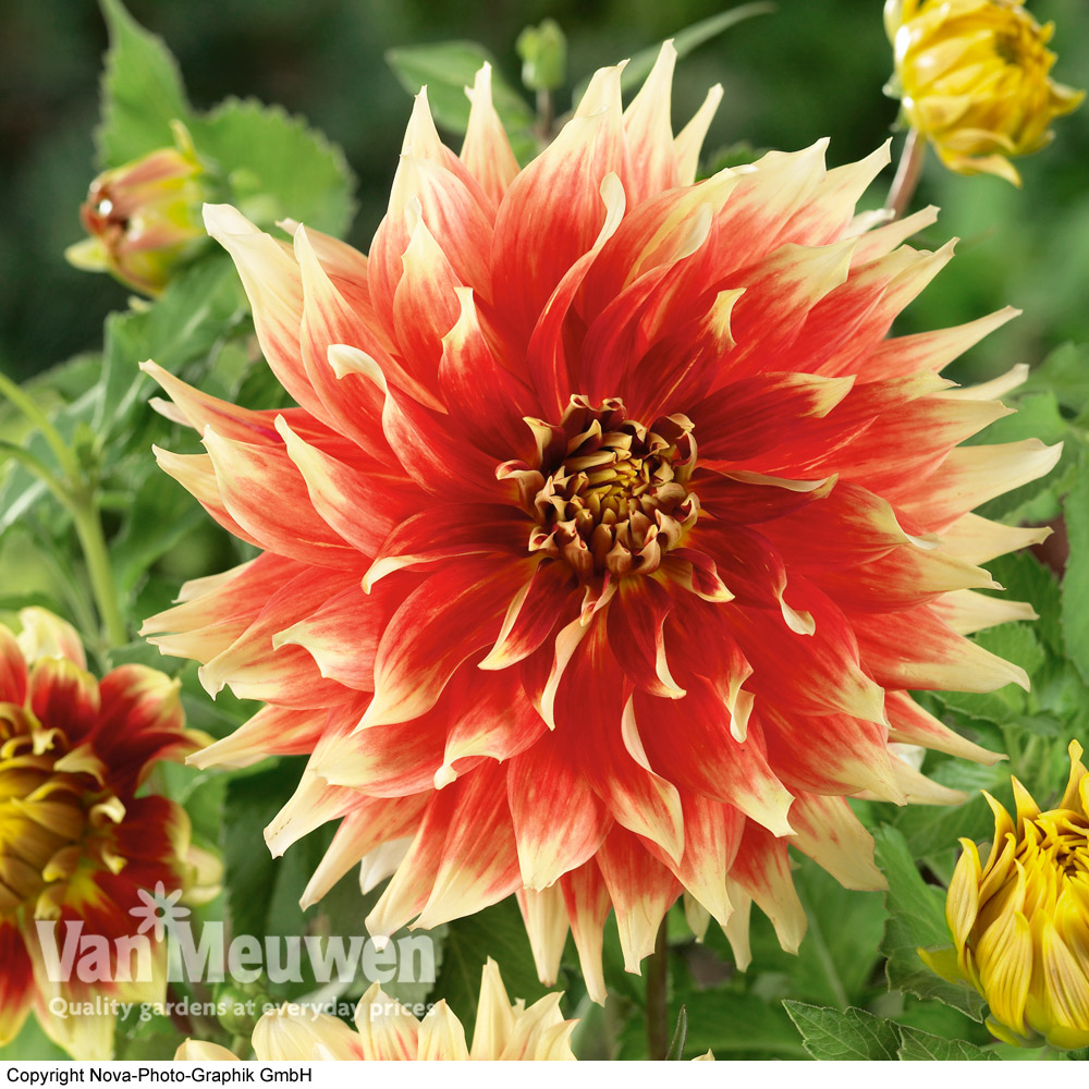 Dahlia 'Bodacious'