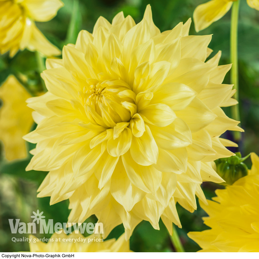 Dahlia 'Wanda's Capella'