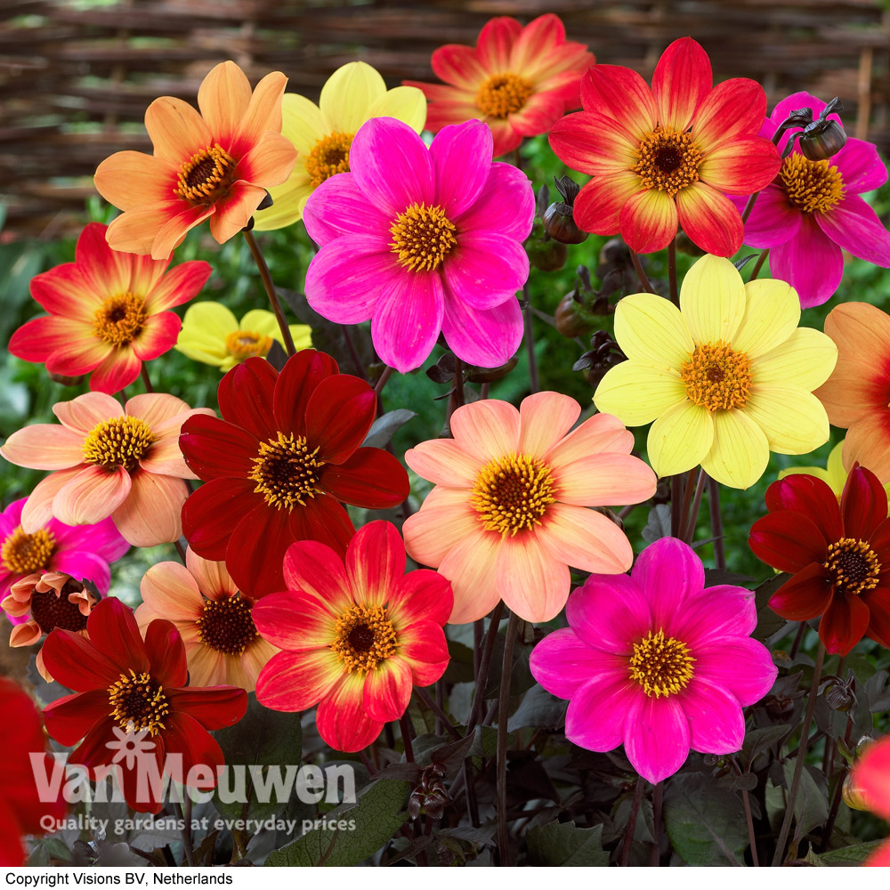 Dahlia Breeder's Choice