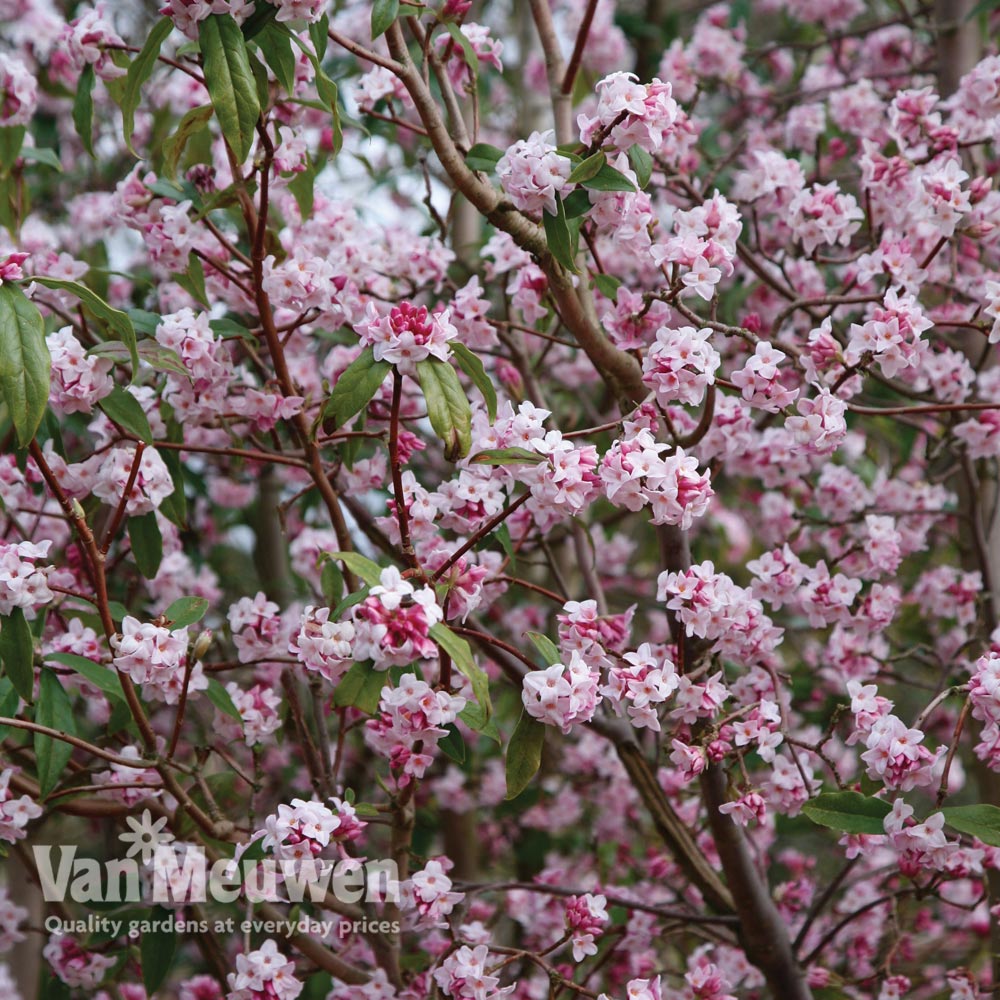 Daphne bholua 'Jacqueline Postill'