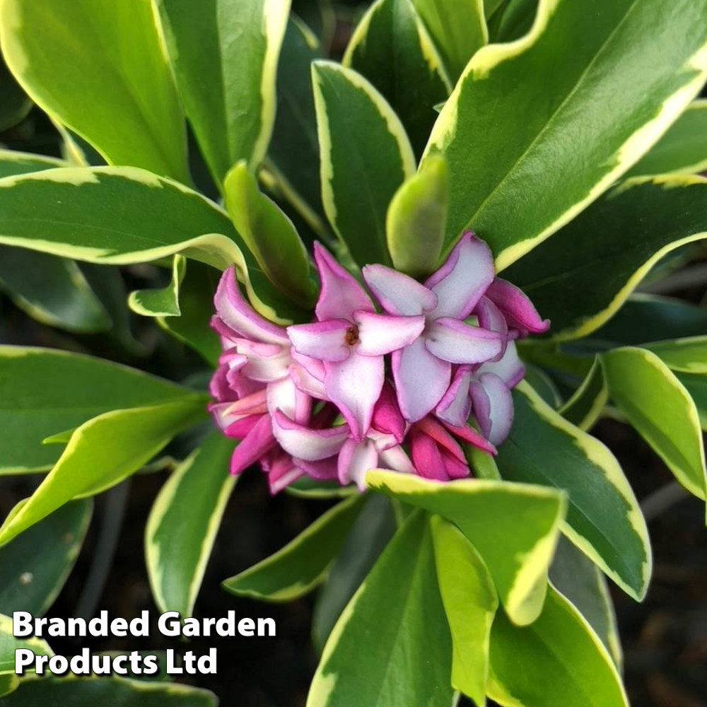 Daphne odora 'Rogalski'