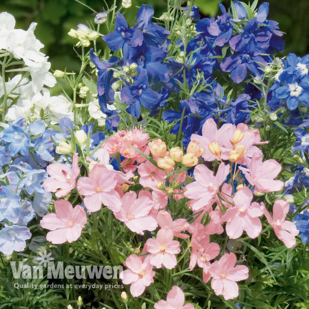 Delphinium grandiflorum 'Delfix Duo'