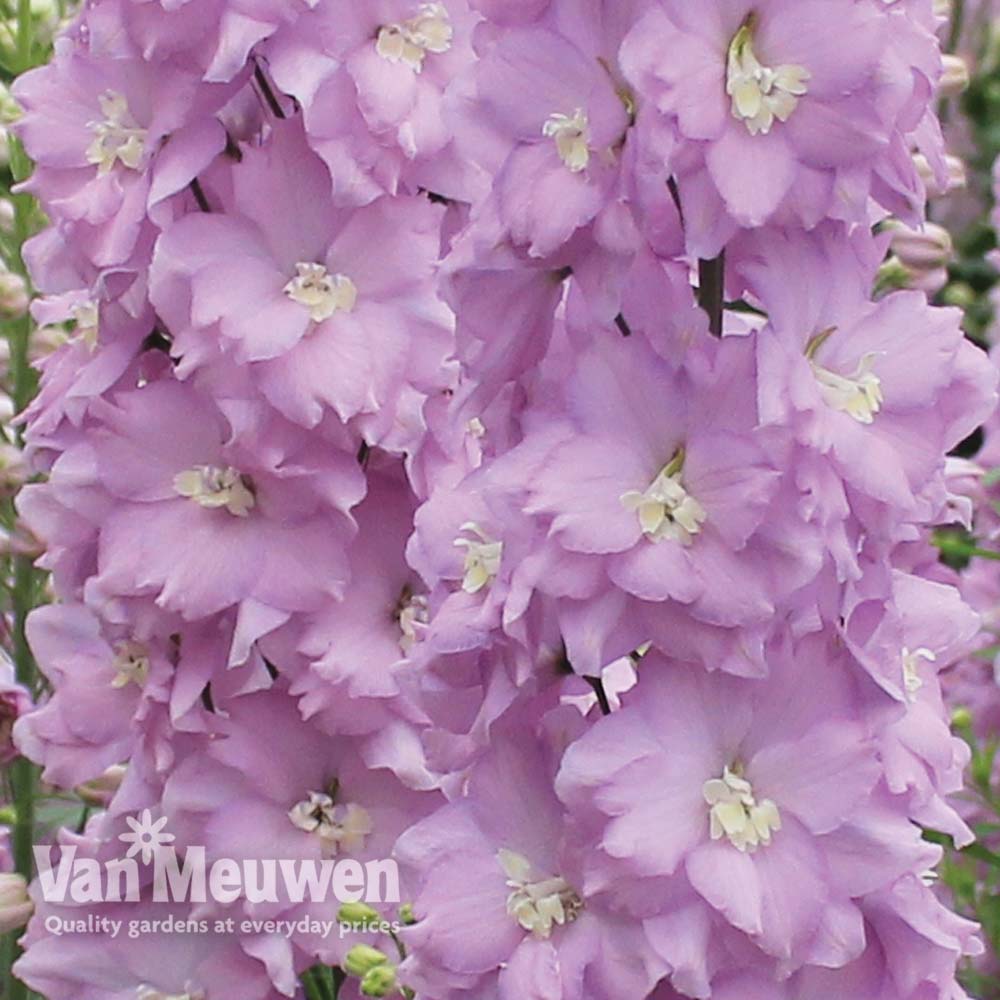 Delphinium 'Pink Blushes'