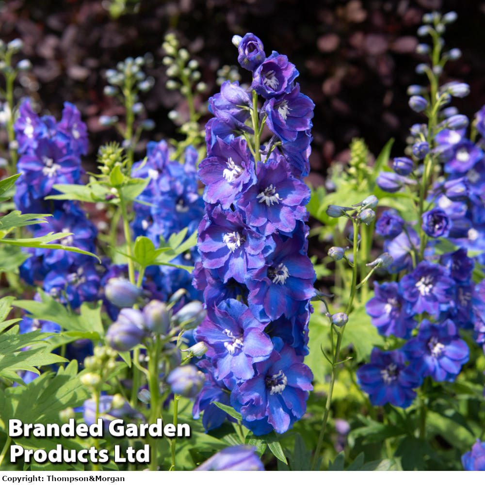 Delphinium 'Guardian Blue'