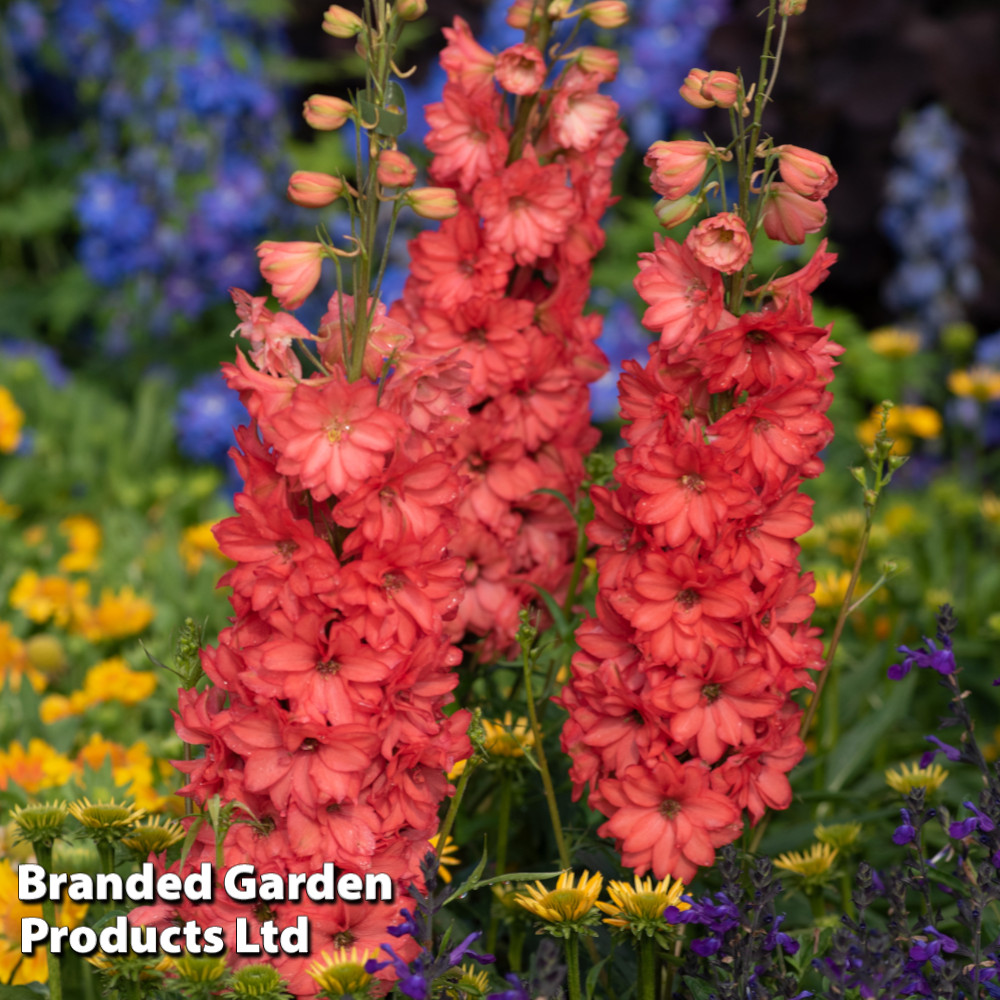 Delphinium 'Red Lark'