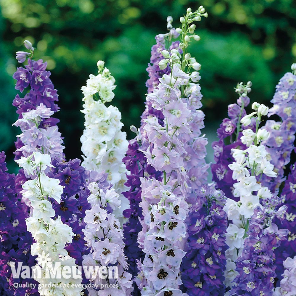 Delphinium Mix