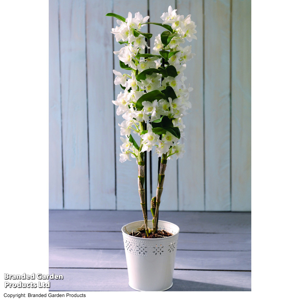 Dendrobium 'Apollon' - Gift