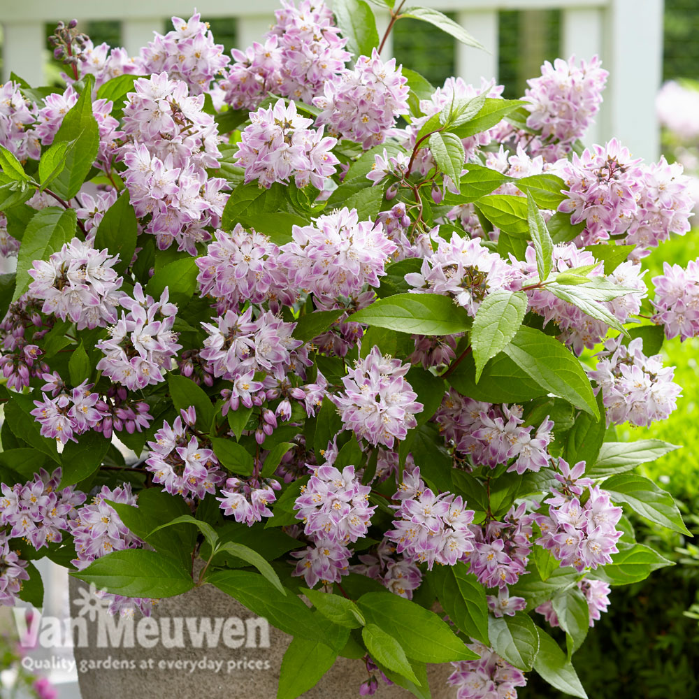 Image of Deutzia Raspberry Sundae growing in the wild