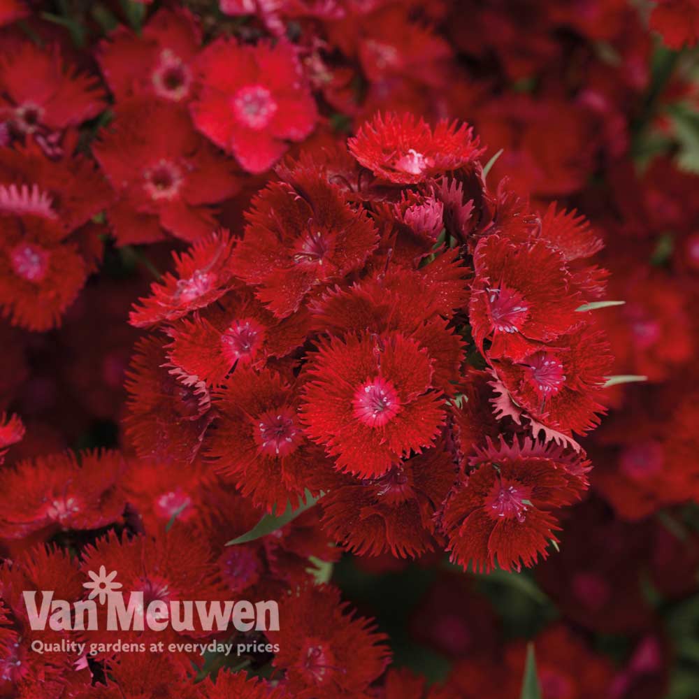 Dianthus barbatus 'Rockin' Red'