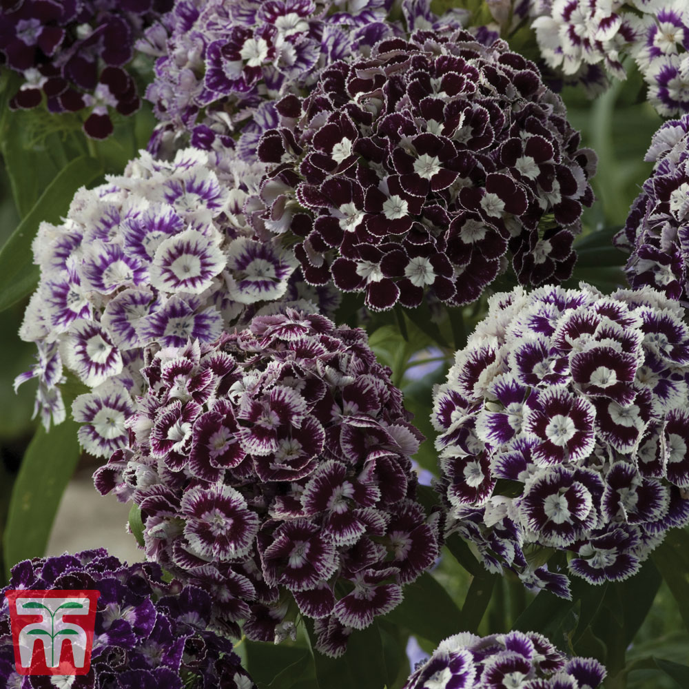 Dianthus barbatus 'Purple Crown'