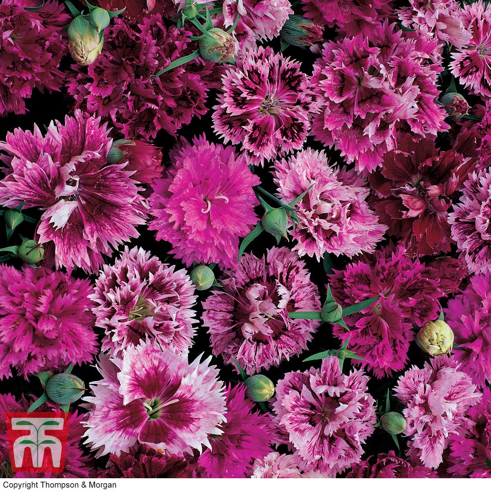 Dianthus chinensis heddewigii 'Victoriana'