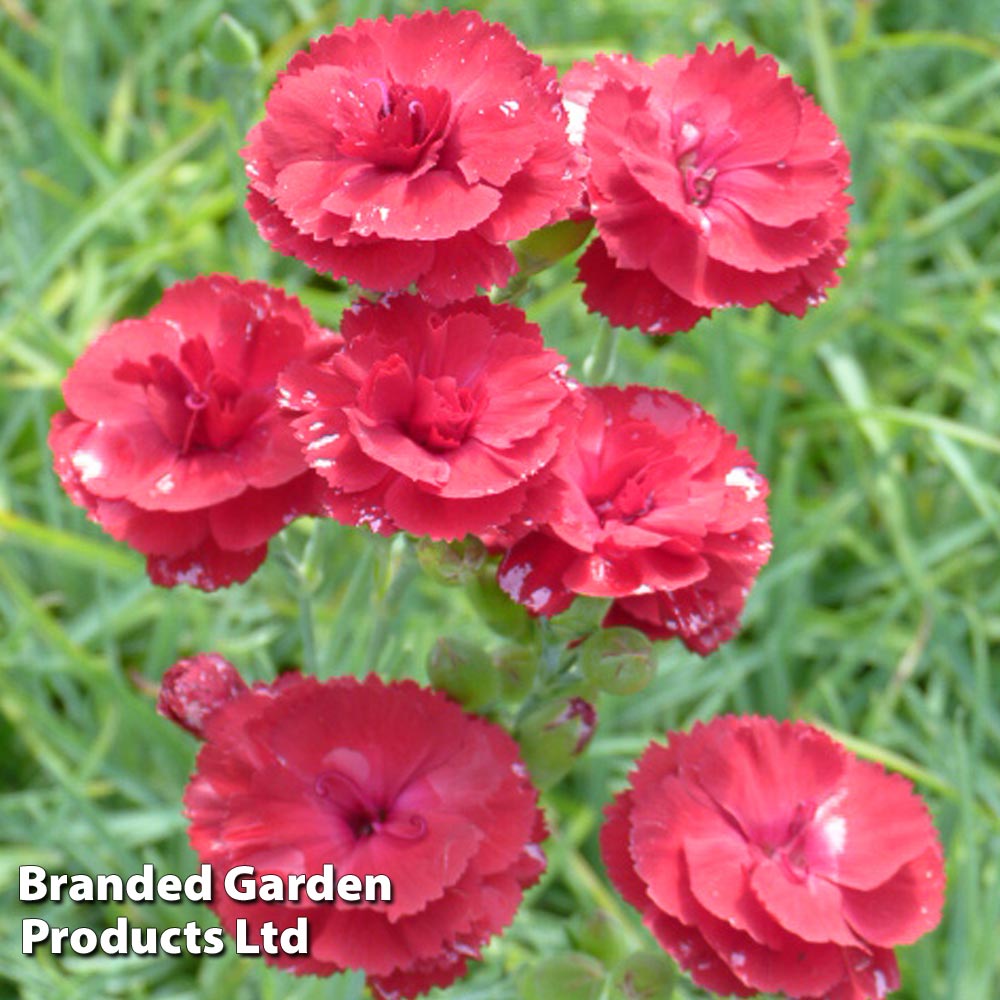 Dianthus 'Houndspool Cheryl' at Van Meuwen