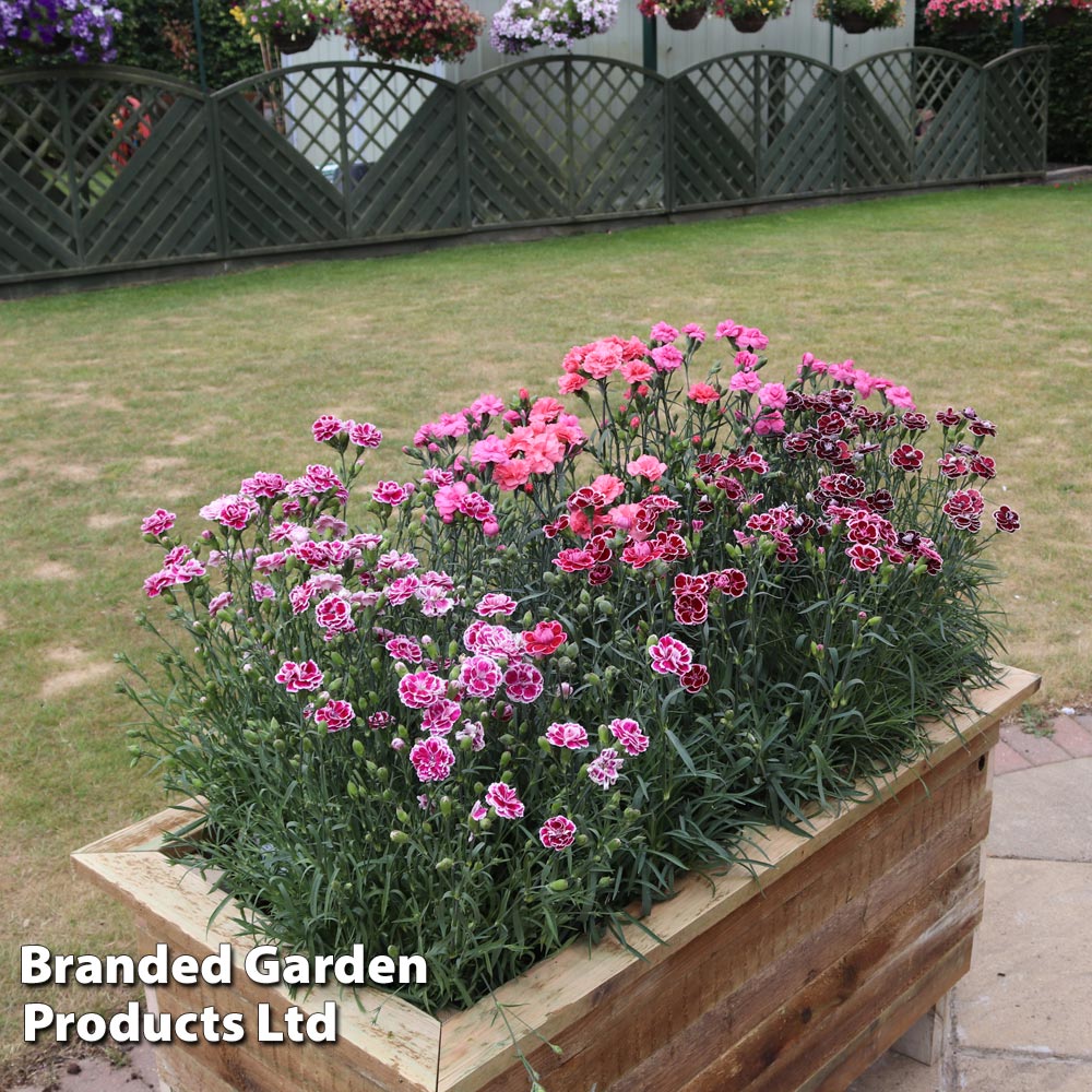 Are dianthus scented - Are Dianthus Scented? A Comprehensive Exploration - Image 2