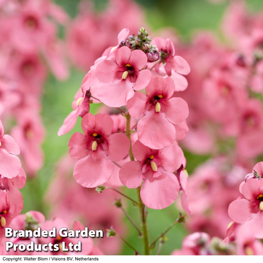 Diascia personata 'Hopleys'