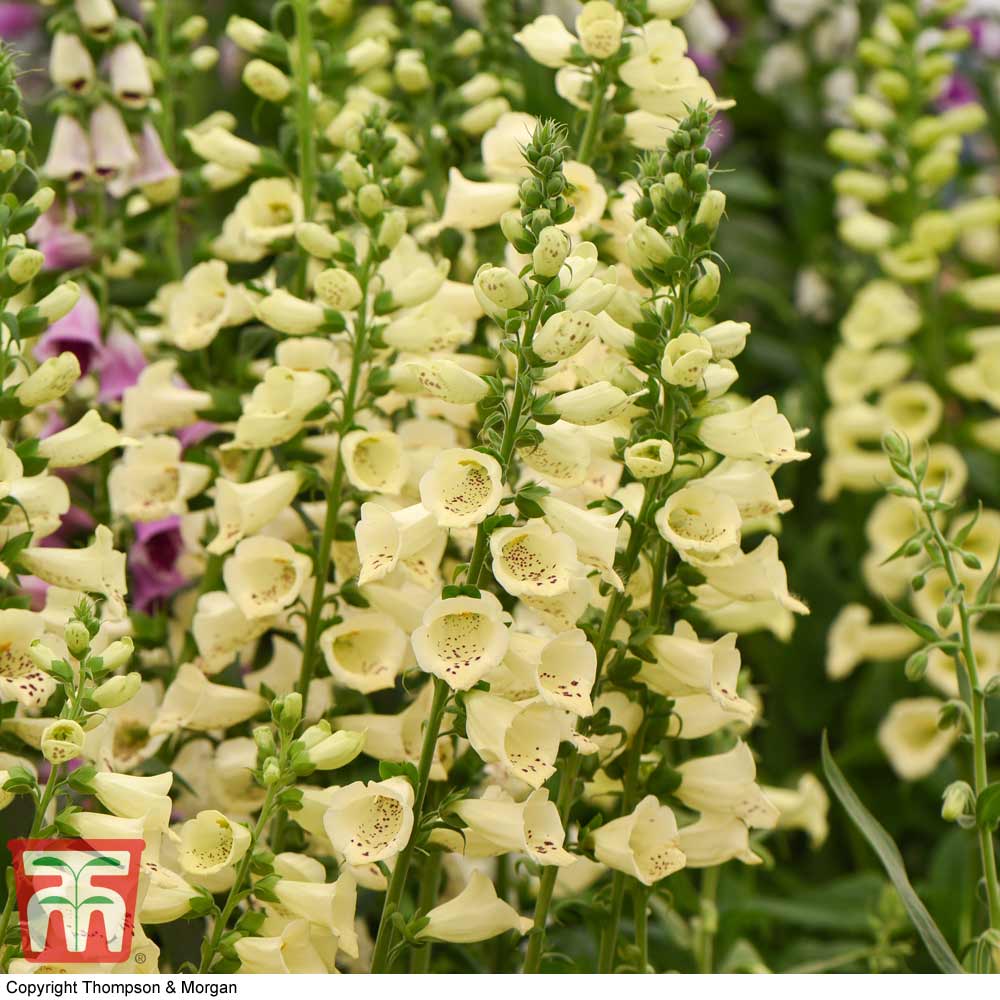 Foxglove 'Primrose Carousel'