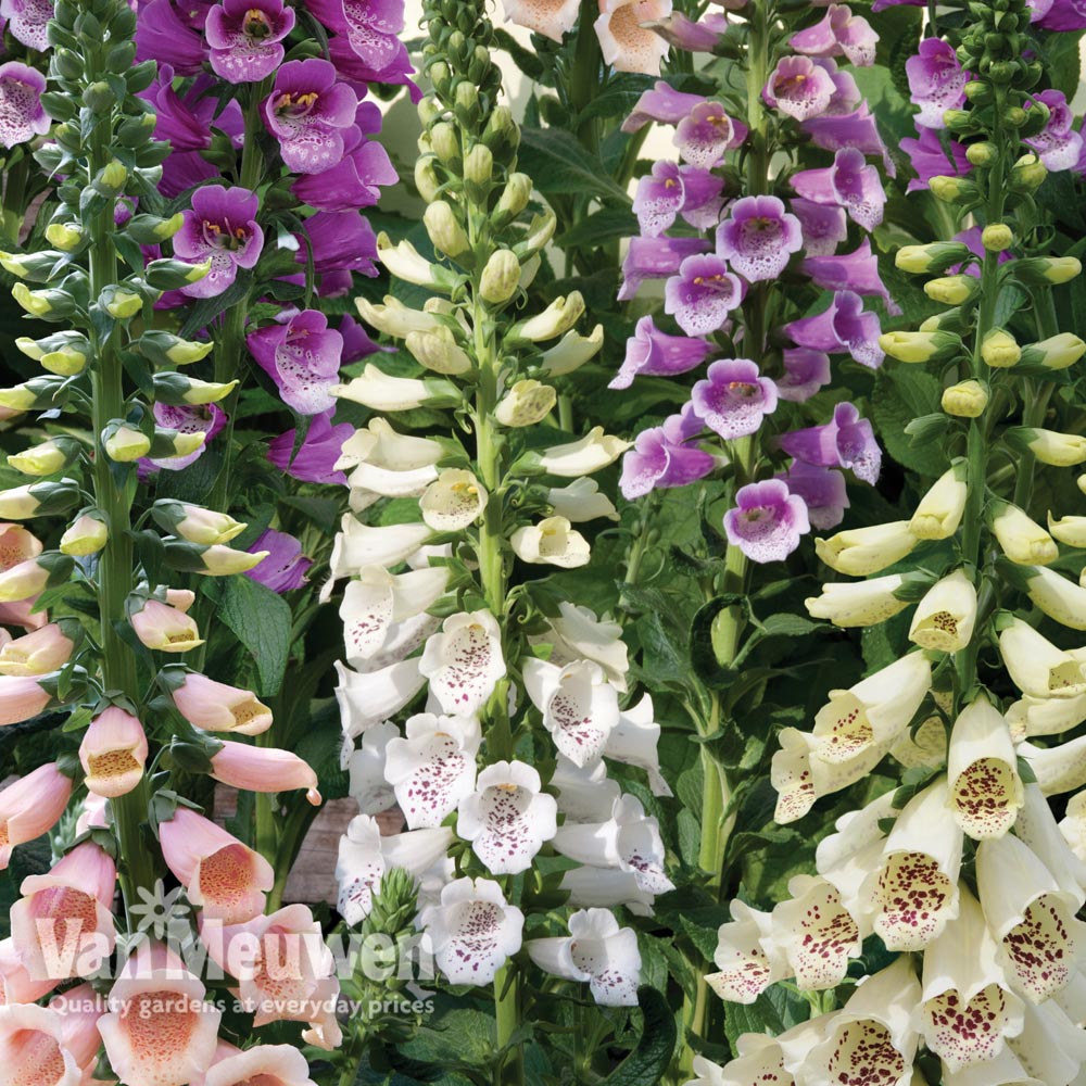 Foxglove 'Dalmatian Mixed'