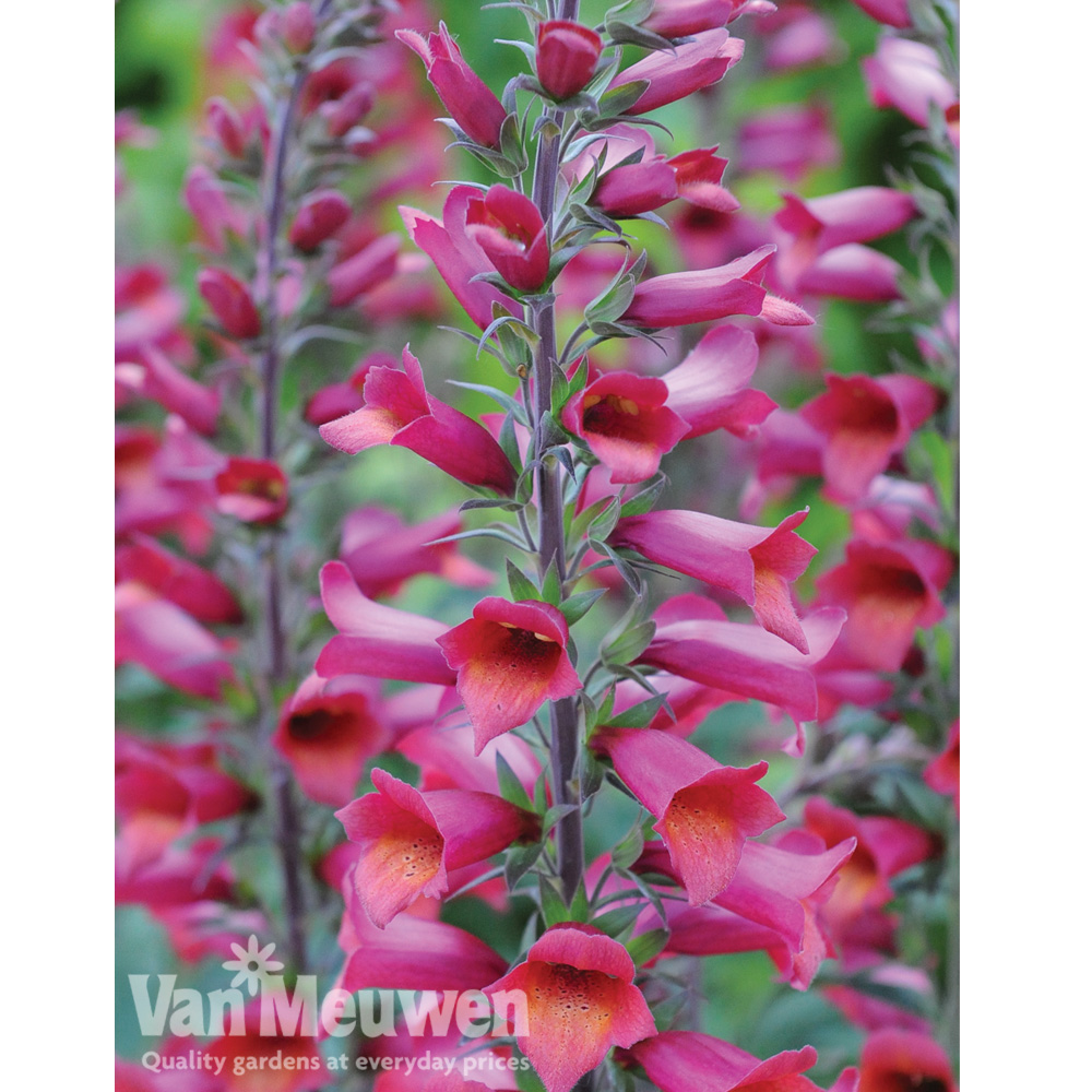 Foxglove Illumination 'Ruby Slippers'