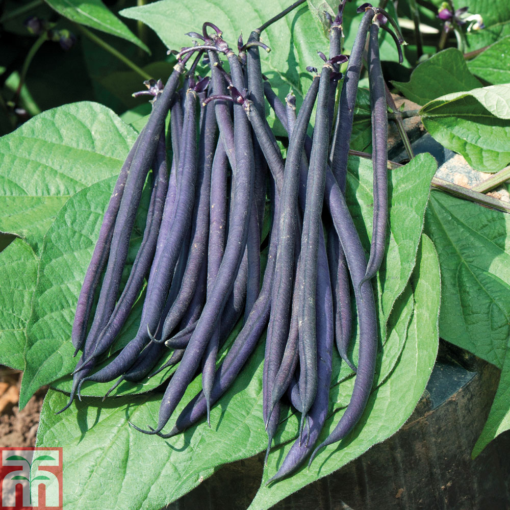 Dwarf Bean 'Mistic' (French Bean)