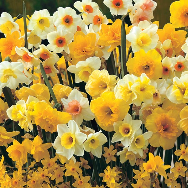 Daffodil 'Sweet Aroma'