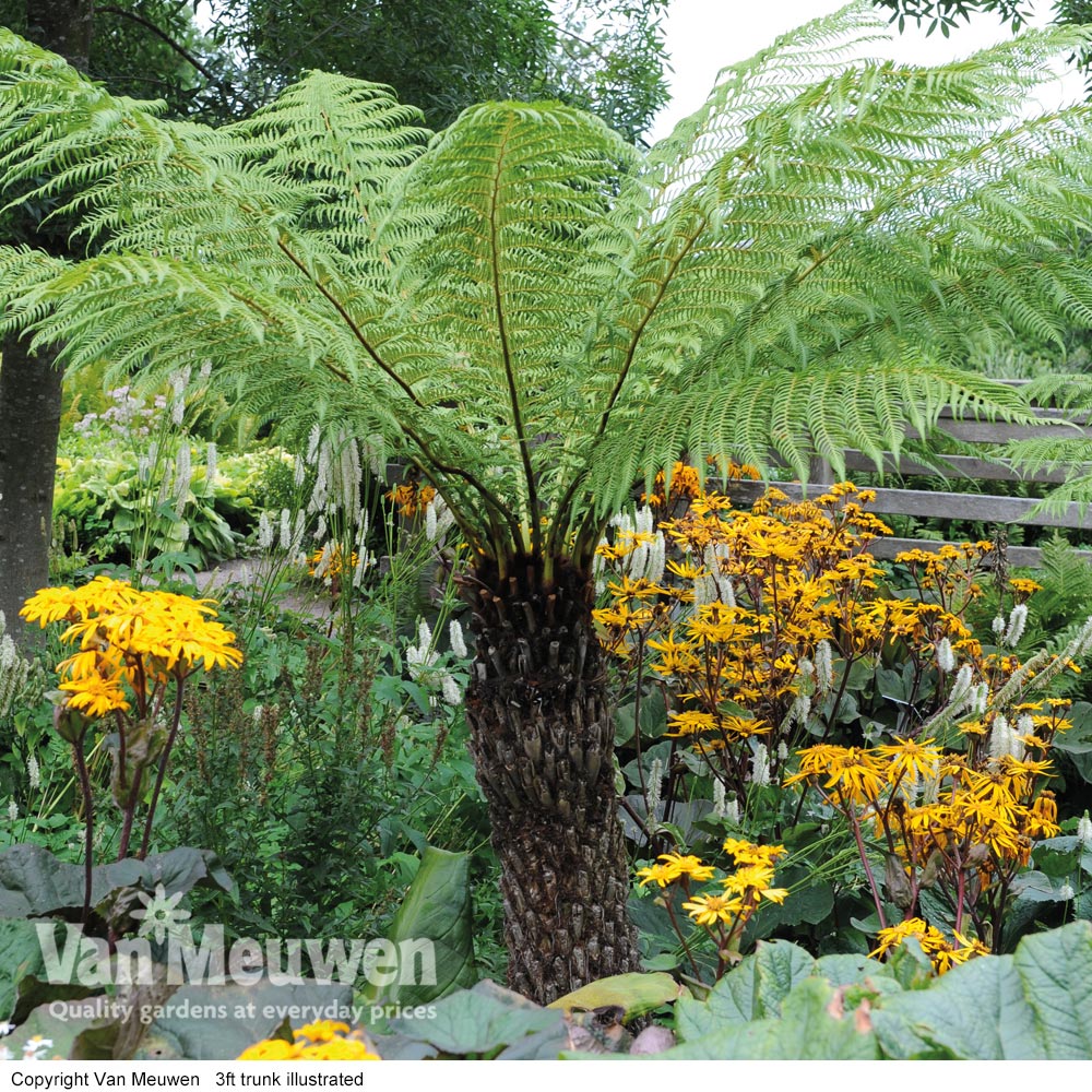 Tree Fern