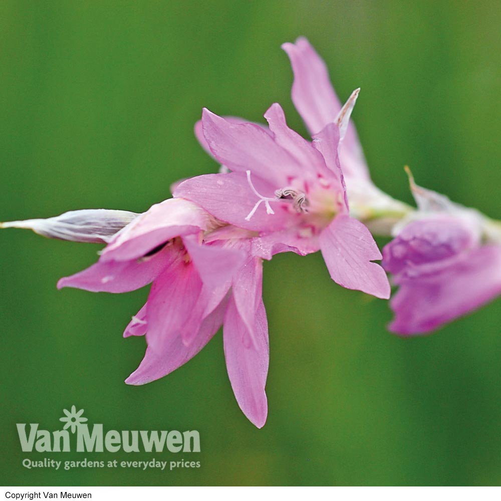 Dierama erectum