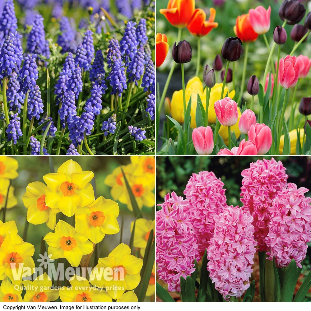 Easter Flower Bulbs