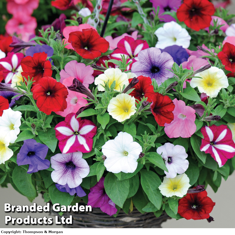 Petunia 'Easy Wave Ultimate Mixed'