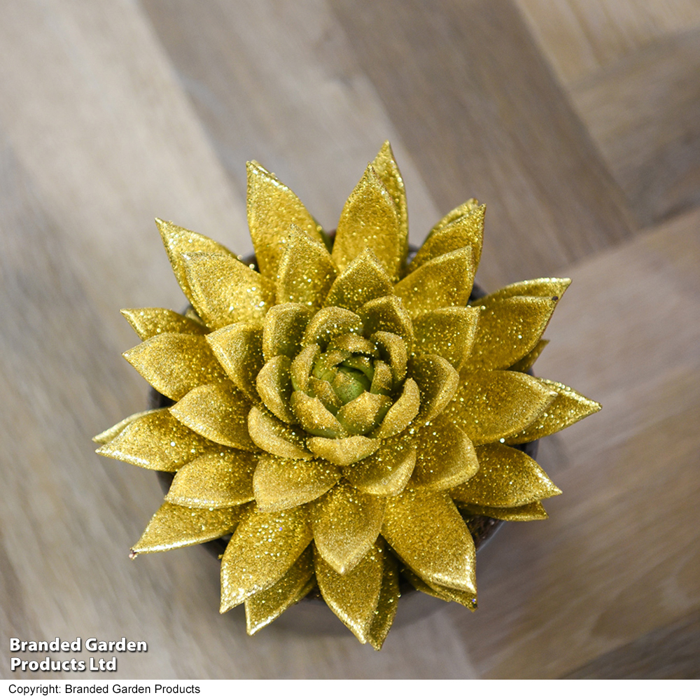 Echeveria 'Miranda Gold' - Gift