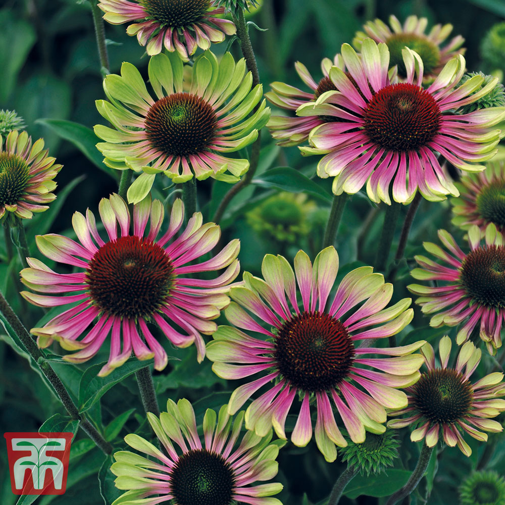 Echinacea 'Green Twister' Seeds