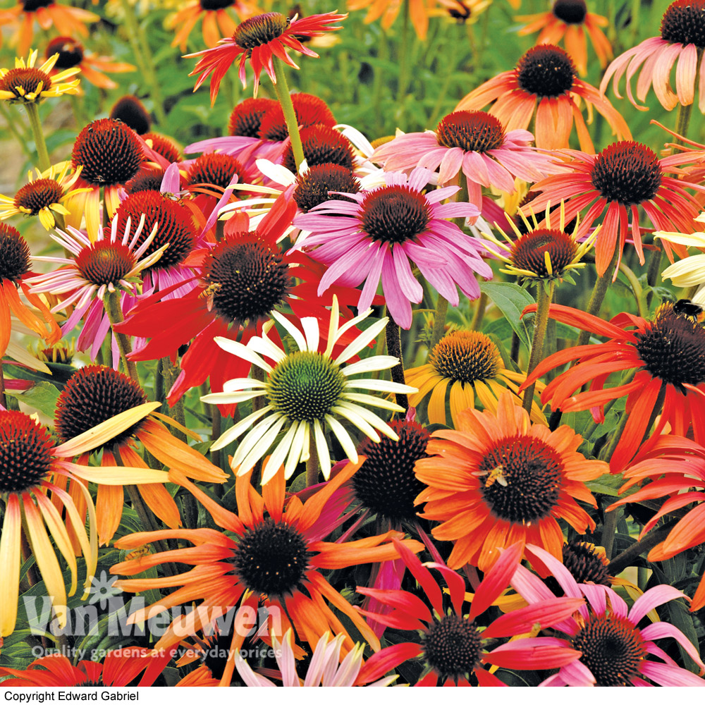 Echinacea purpurea 'Primadonna Mixed'