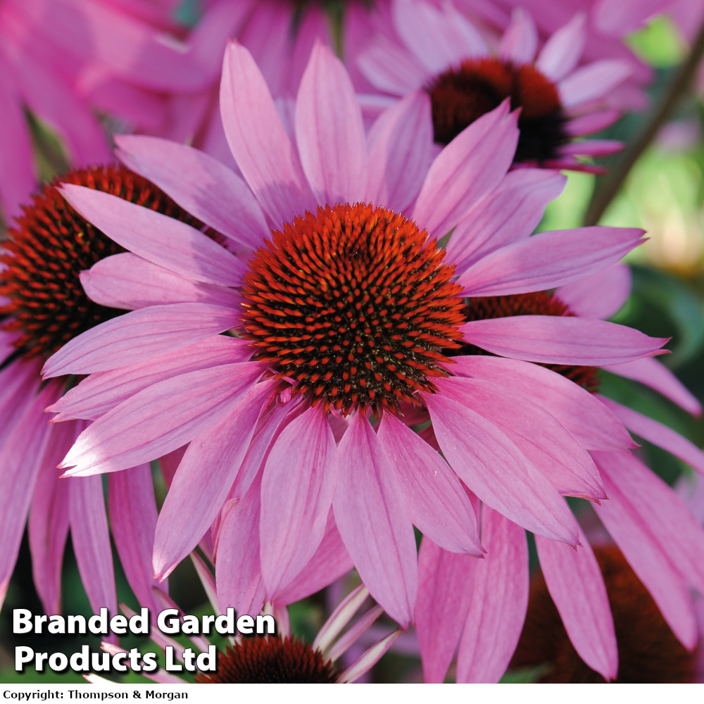 Echinacea 'Nectar Pink'