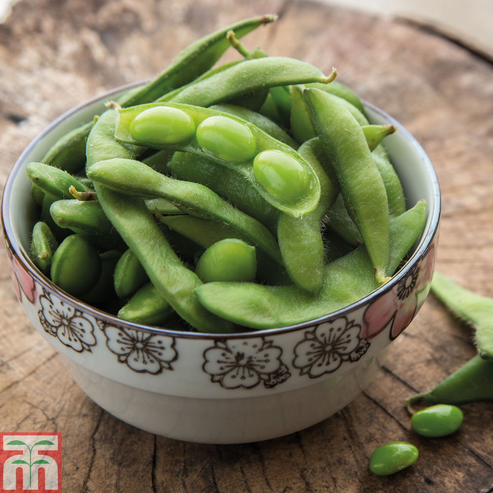 Edamame 'Green Shell'