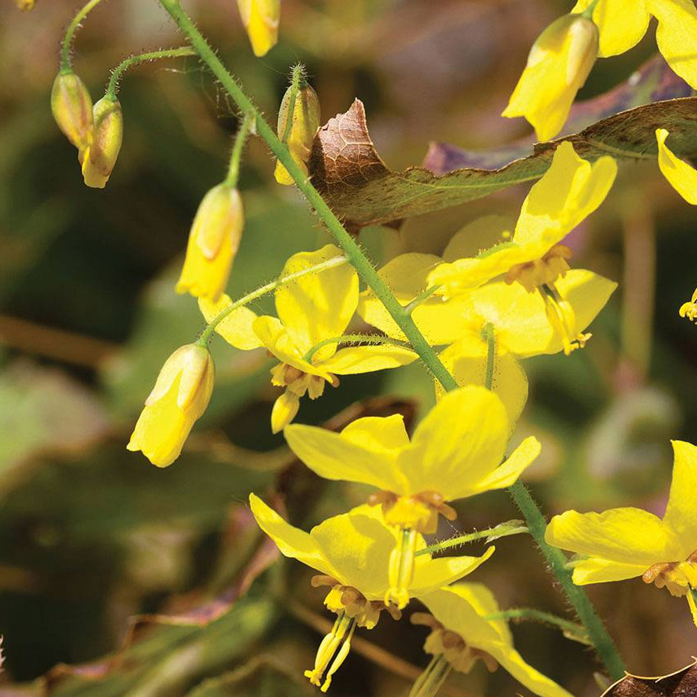 Epimedium Fronleiten