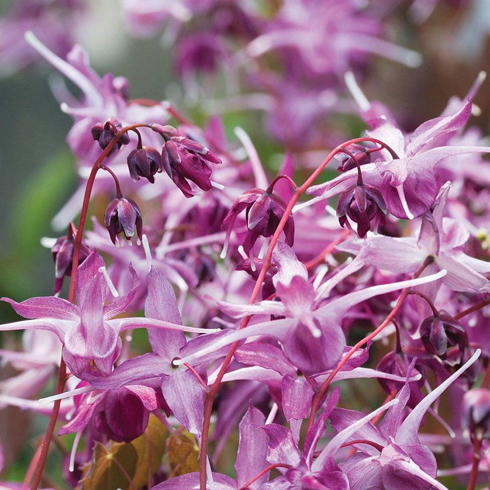 Epimedium 'Lilafee'