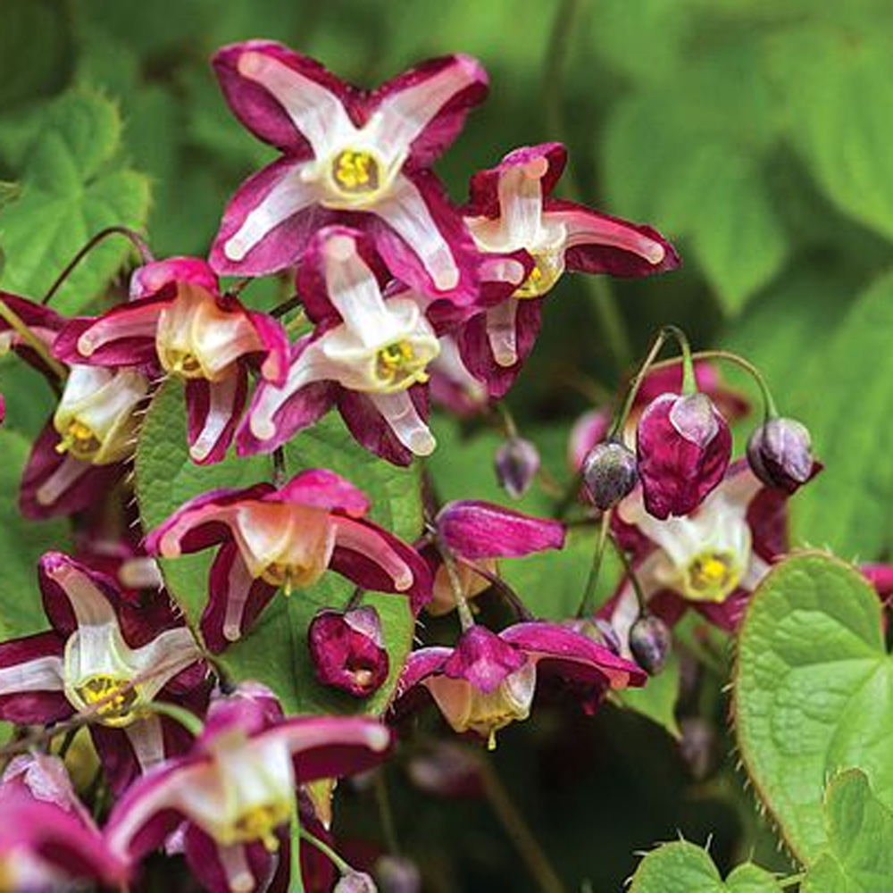 Epimedium rubrum