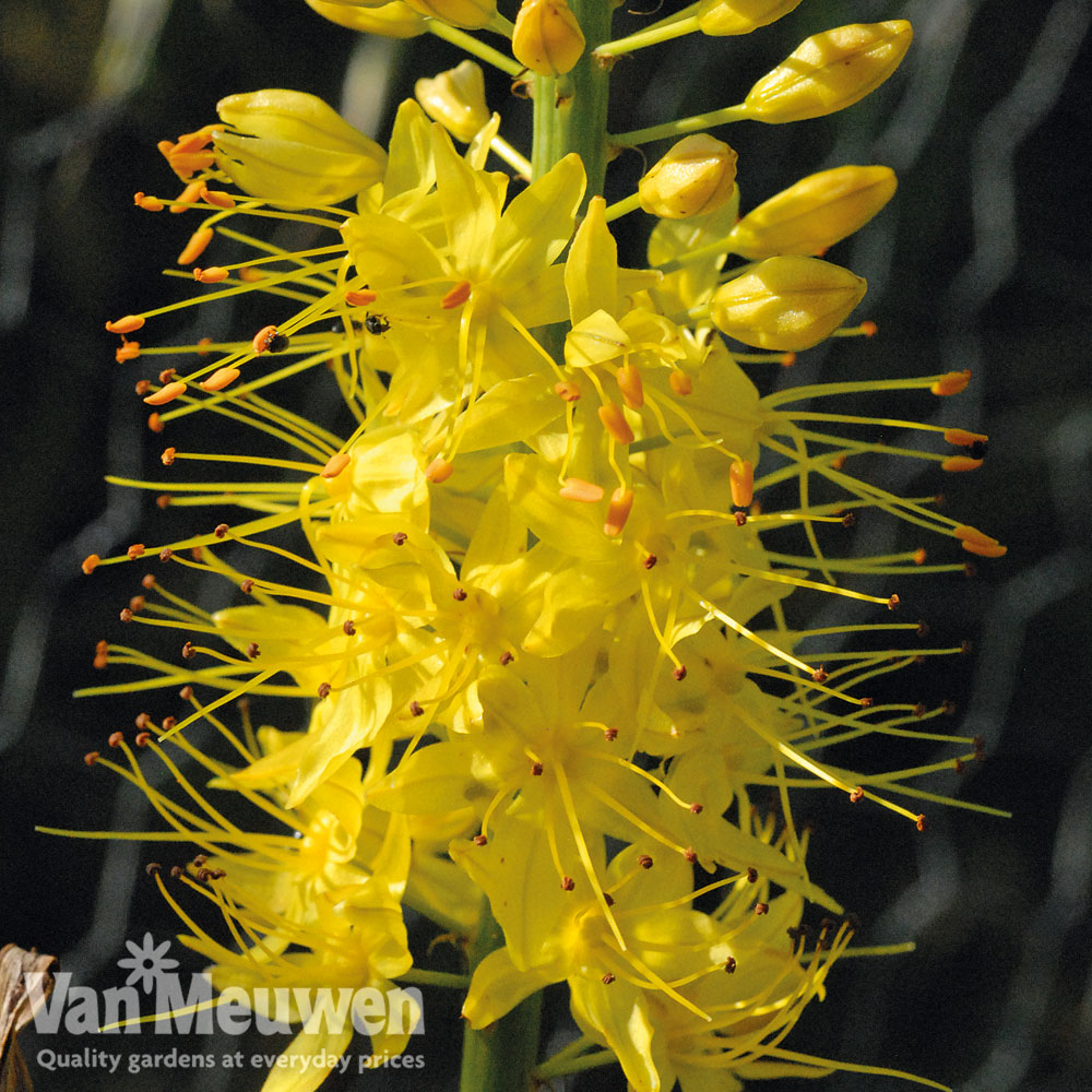 Foxtail Lily 'Sunbeam'