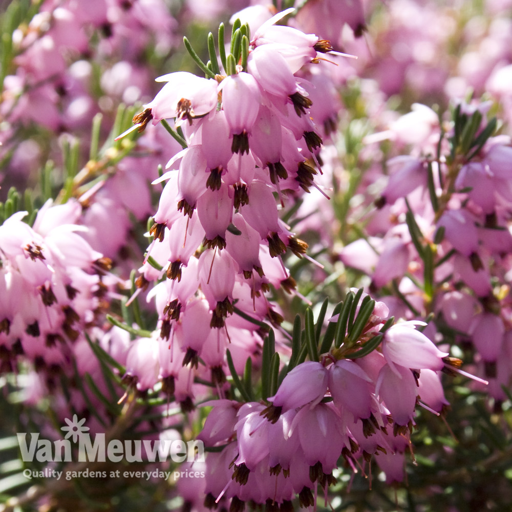 Erica x darleyensis 'Darley Dale'