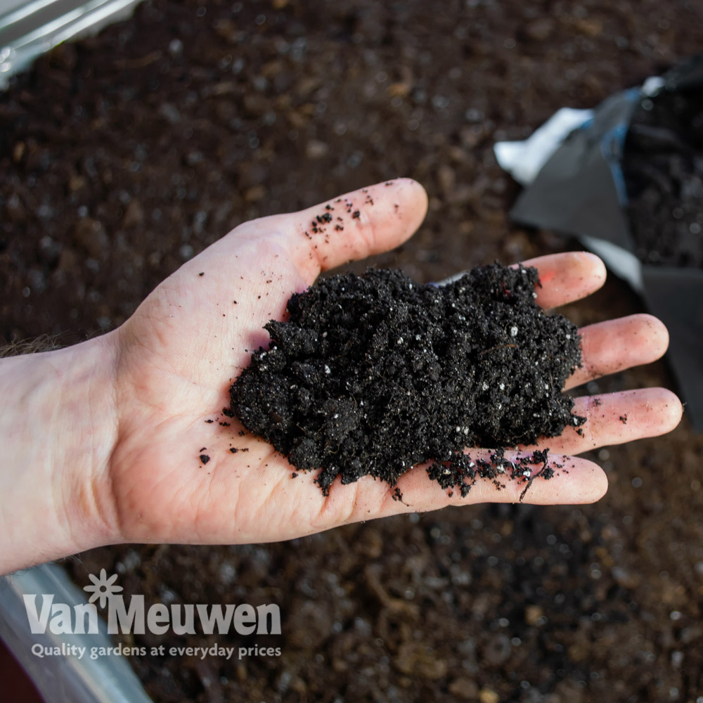 Ericaceous Compost