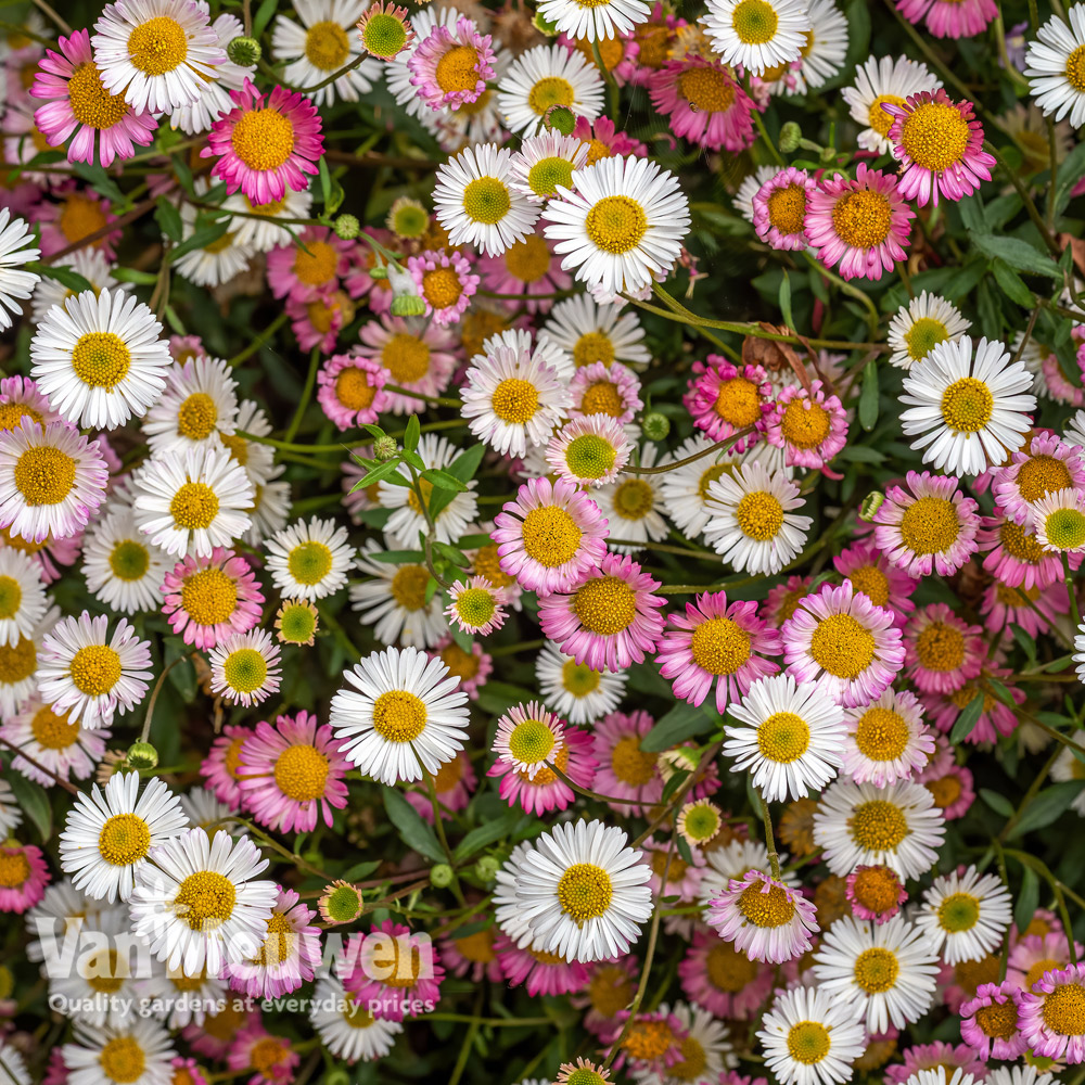 Erigeron 'Stallone'