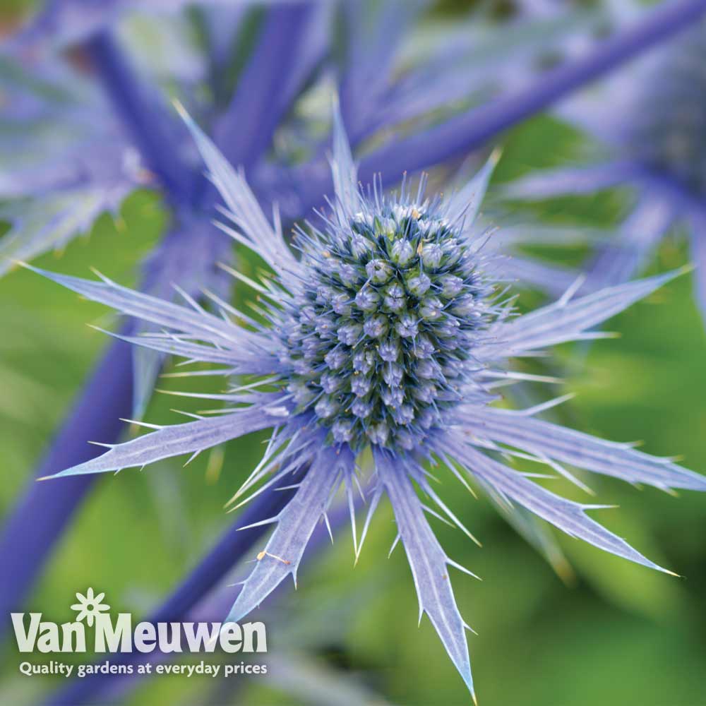 Eryngium planum