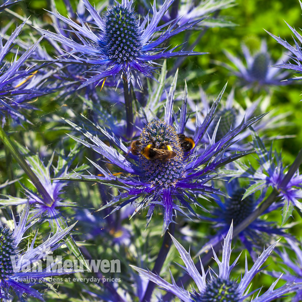 Eryngium 'Blue Steel'