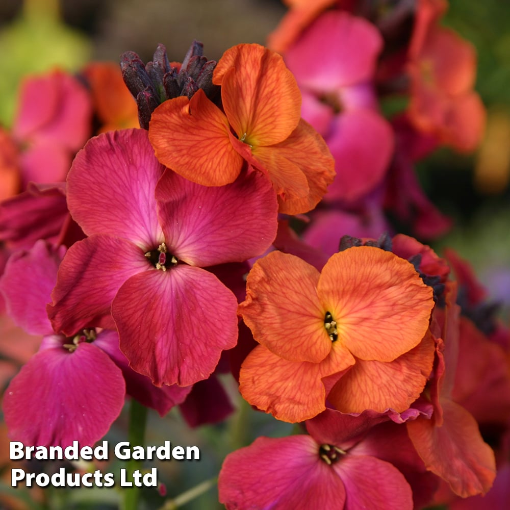 Erysimum 'Winter Orchid'