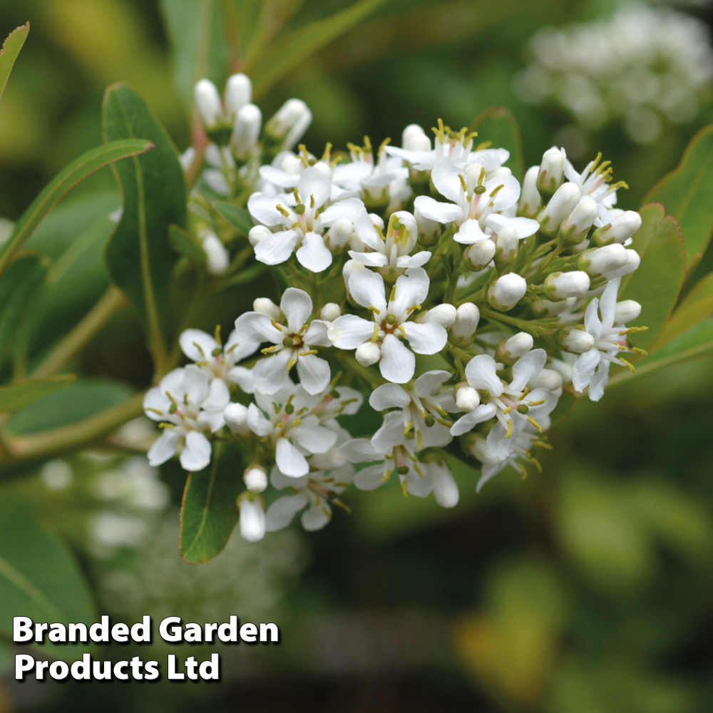 Escallonia 'Iveyi'