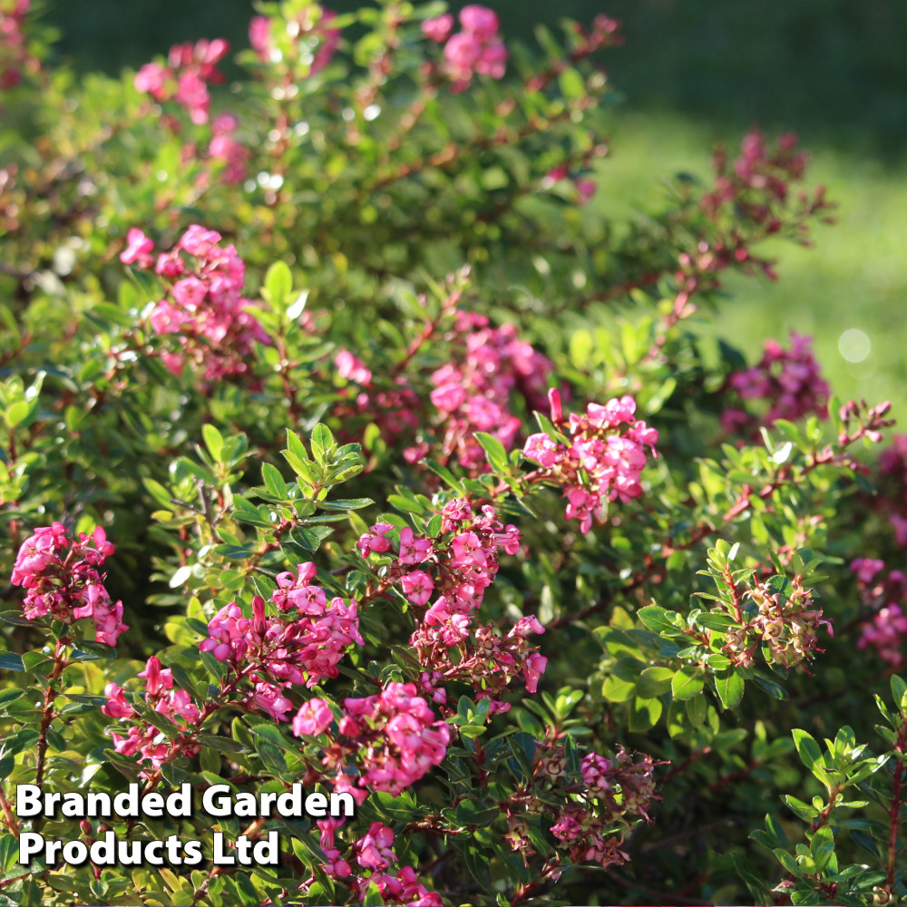 Escallonia 'Red Dream'